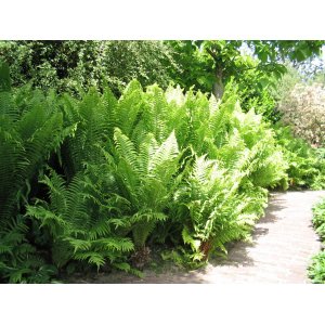 Stálozelená papraď samčia (Dryopteris Filix mas) - výška 20-30 cm, kont. C2L