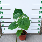 Paulovnia kawakamiova (Paulownia kawakamii) - výška 40-50 cm, kont. C3L
