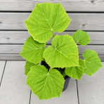 Paulovnia kawakamiova (Paulownia kawakamii) - výška 40-50 cm, kont. C3L