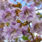 Paulovnia kawakamiova (Paulownia kawakamii) - výška 40-50 cm, kont. C3L