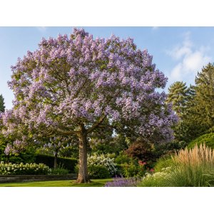 Paulovnia kawakamiova (Paulownia kawakamii) - výška 40-50 cm, kont. C3L 