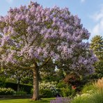 Paulovnia kawakamiova (Paulownia kawakamii) - výška 40-50 cm, kont. C3L