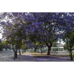 Paulovnia plstnatá (Paulownia tomentosa) - výška 230-250 cm, obvod kmeňa 8/10 cm, kont. C18L (-20°C)