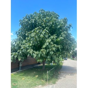 Paulovnia plstnatá (Paulownia tomentosa) výška 200-250 cm, obvod kmeňa: 10/12 cm, kont. C45L (-20°C)
