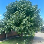 Paulovnia plstnatá (Paulownia tomentosa) - výška 250-300cm, obvod kmeňa 8/12 cm,kont. C45L (-20°C)