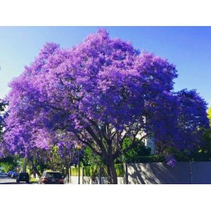 Paulovnia plstnatá (Paulownia tomentosa) - výška 50-80 cm, kont. C5L (-20°C)