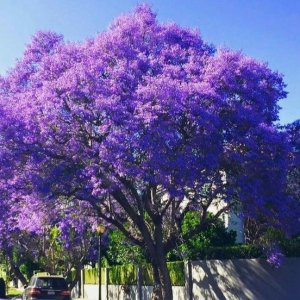 Paulovnia plstnatá (Paulownia tomentosa) - výška 50-80 cm, kont. C5L (-20°C)