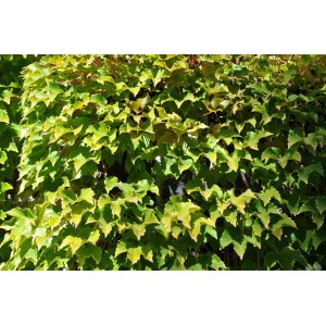 Pavinič trojlistý (Parthenocissus tricuspidata) - výška 30-50 cm, kont. C2L