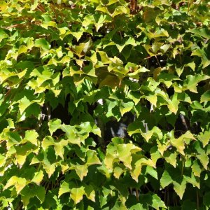 Pavinič trojlistý (Parthenocissus tricuspidata) - ⌀ 40-80 cm, kont. C3L