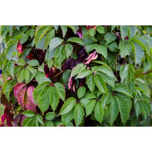 Pavinič päťlistý (Parthenocissus Quinquefolia) - výška 60-80 cm, kont. C2L