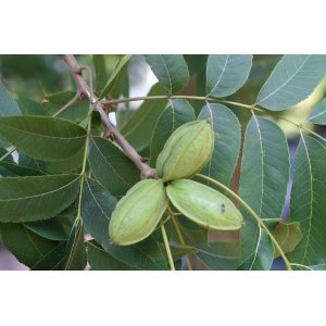 Orech Pekanový (Carya Illinoensis), výška: 90-120 cm, kont. C10L (-24°)