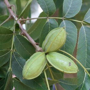 Orech Pekanový (Carya Illinoensis), výška: 90-120 cm, kont. C10L (-24°)