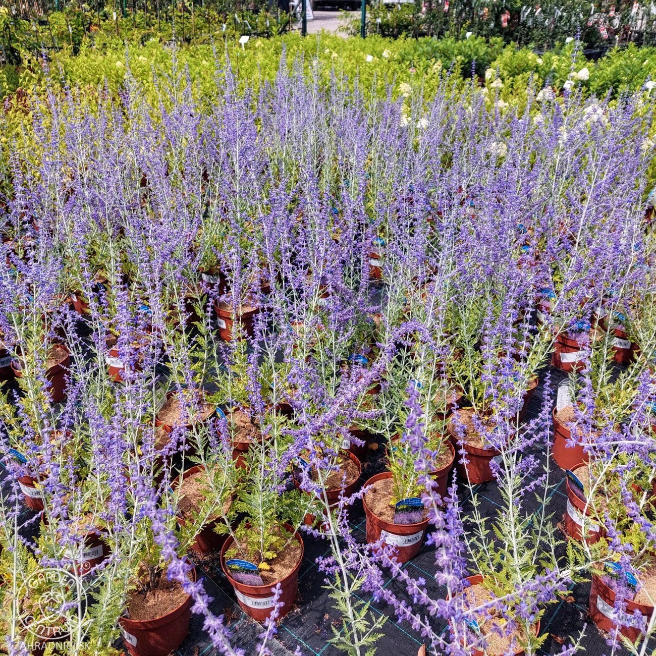 Obrázok Perovskia (Perovskia atriplicifolia) ´SILVERY BLUE´® - kont. C2L