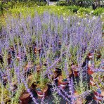 Perovskia (Perovskia atriplicifolia) ´SILVERY BLUE´® - kont. C2L