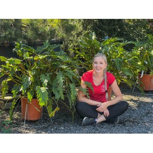 Filodendron (Philodendron xanadu) výška 60-80 cm, kont. C9L