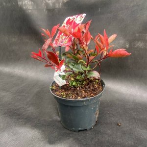 Červienka Fraserova (Photinia × fraseri)  ´LITTLE RED ROBIN´ - výška 20-25 cm, kont. C2L 