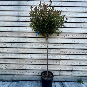 Červienka Fraserova (Photinia × fraseri) ´CARRÉ ROUGE´ - výška 150-170 cm, kont. C18L - NA KMIENKU