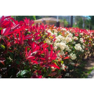 Červienka Fraserova (Photinia × fraseri) ´RED ROBIN´ - výška 60-80 cm, kont. C3L (-24°C)