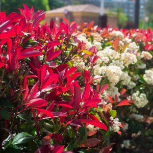 Červienka Fraserova (Photinia × fraseri) ´RED ROBIN´ - výška 90-120 cm, kont. C7L - okrasný kvetináč