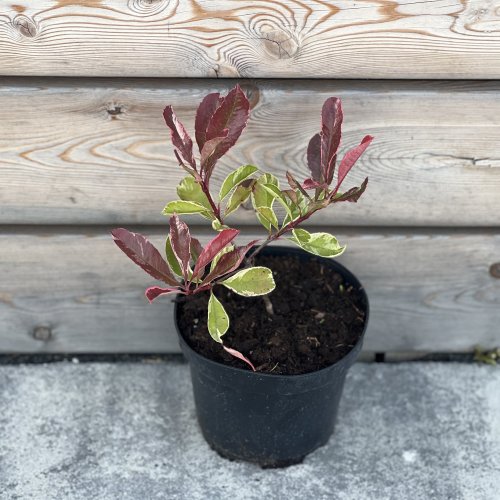 Červienka Fraserova (Photinia × fraseri) ´PINK MARBLE´® – výška 20-30 cm, kont. C2L