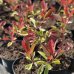 Červienka Fraserova (Photinia × fraseri) ´PINK MARBLE´® – výška 20-30 cm, kont. C2L