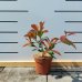 Červienka Fraserova (Photinia × fraseri) ´RED ROBIN´ - výška 30-50 cm, kont. C1L (-24°C)