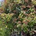Červienka Fraserova (Photinia × fraseri) ´RED ROBIN´ výška: 120-150cm, obvod kmeňa: 14/16 cm, kont. C150L