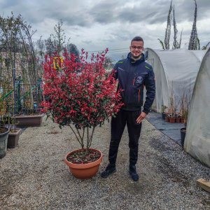 Červienka Fraserova (Photinia × fraseri) ´RED ROBIN´ - výška 100-150 cm, kont. C40L