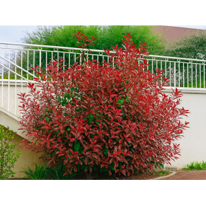 Červienka Fraserova (Photinia × fraseri)  ´ROBUSTA COMPACTA´ - výška 40-60 cm, kont. C3L (-21°C) 