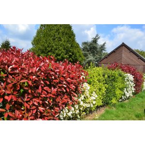 Červienka Fraserova (Photinia × fraseri) ´LITTLE RED ROBIN´ - výška 20-40 cm, kont. C3L (-24°C) 