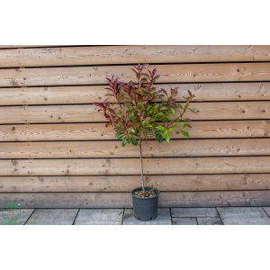 Červienka Fraserova (Photinia × fraseri) ´LITTLE RED ROBIN´ - výška 70-90 cm, kont. C7L - NA KMIENKU