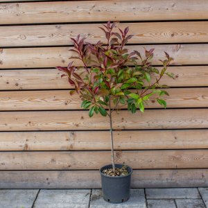 Červienka Fraserova (Photinia × fraseri) ´RED ROBIN´ - výška 90-130 cm, obvod kmeňa: 4/6 cm, kont. C5/10L - NA KMIENKU