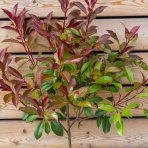 Červienka Fraserova (Photinia × fraseri) ´RED ROBIN´ - výška 90-130 cm, obvod kmeňa: 4/6 cm, kont. C5/10L - NA KMIENKU