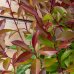 Červienka Fraserova (Photinia × fraseri) ´RED ROBIN´ - výška 80-100 cm, kont. C5L - NA KMIENKU