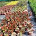 Červienka Fraserova (Photinia × fraseri) ´RED ROBIN´ - výška 30-50 cm, kont. C1L (-24°C)