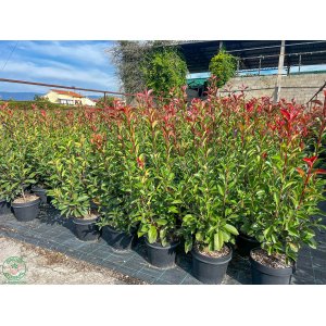 Červienka Fraserova (Photinia × fraseri) ´RED ROBIN´ - výška 90-120 cm, kont. C7L (-24°C) OKRASNÝ KVETINÁČ