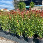 Červienka Fraserova (Photinia × fraseri) ´RED ROBIN´ - výška 90-120 cm, kont. C7L - okrasný kvetináč