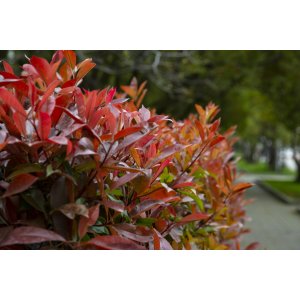 Červienka Fraserova (Photinia × fraseri) ´RED ROBIN´ - výška 20-30 cm, kont. C2L (-24°C)