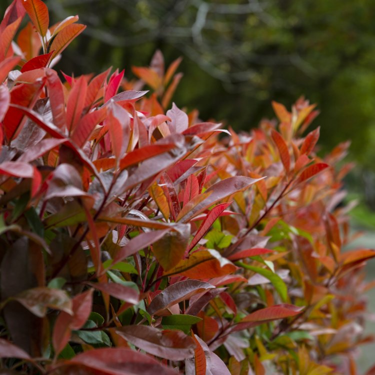 Červienka Fraserova (Photinia × fraseri) ´RED ROBIN´ - výška 20-30 cm, kont. C2L (-24°C)