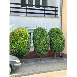 Červienka Fraserova (Photinia × fraseri) ´RED ROBIN´ - výška 80-100 cm, kont. C7L - NA KMIENKU