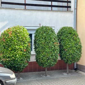 Červienka Fraserova (Photinia × fraseri) ´RED ROBIN´ - výška 90-110 cm, kont. C7L - NA KMIENKU