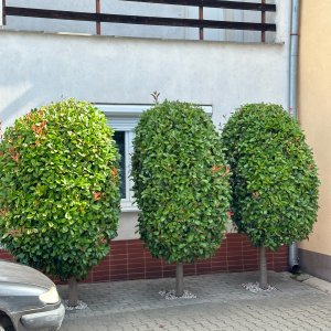 Červienka Fraserova (Photinia × fraseri) ´RED ROBIN´ - výška 70-100 cm, obvod kmeňa: 4/6 cm, kont. C15L - NA KMIENKU