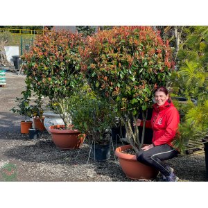 Červienka Fraserova (Photinia × fraseri) ´RED ROBIN´ - výška 200-250 cm, kont. C90L (-24°C) VIACKMENNÝ DÁŽDNIK