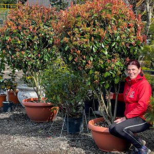 Červienka Fraserova (Photinia × fraseri) ´RED ROBIN´ - výška 150-200 cm, kont. C90L- viackmenný