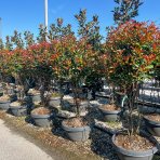 Červienka Fraserova (Photinia × fraseri) ´RED ROBIN´ - výška 150-200 cm, kont. C90L- viackmenný