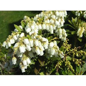 Pieris japonský (Pieris japonica) ´FUGA´ - Ø 10-20 cm, kont. C2L