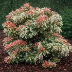 Pieris japonský (Pieris japonica) ´FLAMING SILVER´ - výška 30-40 cm, kont. C2L