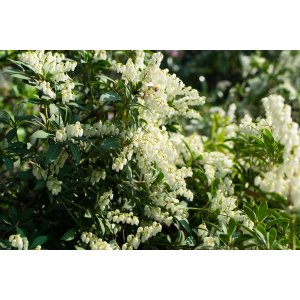 Pieris japonský (Pieris japonica) ´SCARLETT O´HARA´ - výška 30-40 cm, kont. C2L