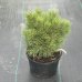 Borovica horská (Pinus mugo) ´HNÍZDO´ – výška 30-40 cm, kont. C5L