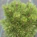 Borovica horská (Pinus mugo) ´HNÍZDO´ – výška 30-40 cm, kont. C5L
